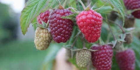 Opis sorte polka maline